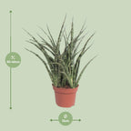 Detailfoto van Sansevieria Fernwood Punk