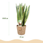 Sansevieria Laurentii, groene bladeren