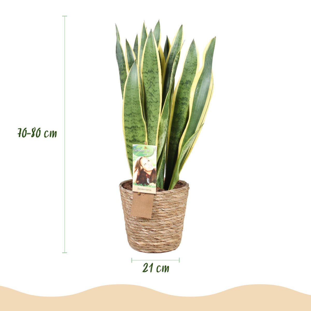 Sansevieria Laurentii, groene bladeren