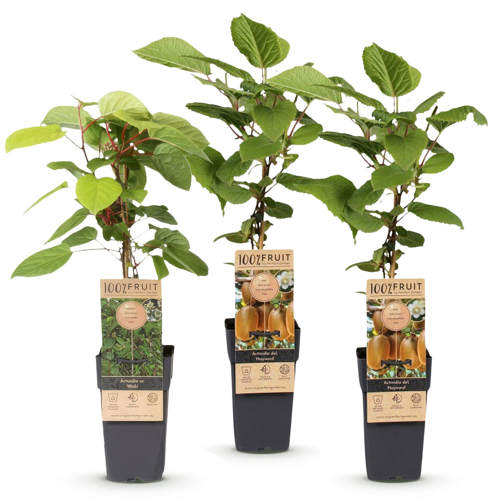Kiwiplant Weiki & Hayward, fruitgewas voor de tuin, plant in pot