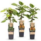 Kiwiplant Weiki & Hayward, fruitgewas voor de tuin, plant in pot