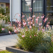 Gaura lindh. Rosyjane - Prachtkaars - Bijen- en vlinderlokkers - Roze - 6 Planten