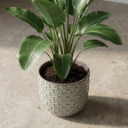 Detailfoto van Mini plantenpot met reliëfpatroon in wit, Ø7 cm