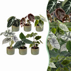 6x Baby Alocasia Familie