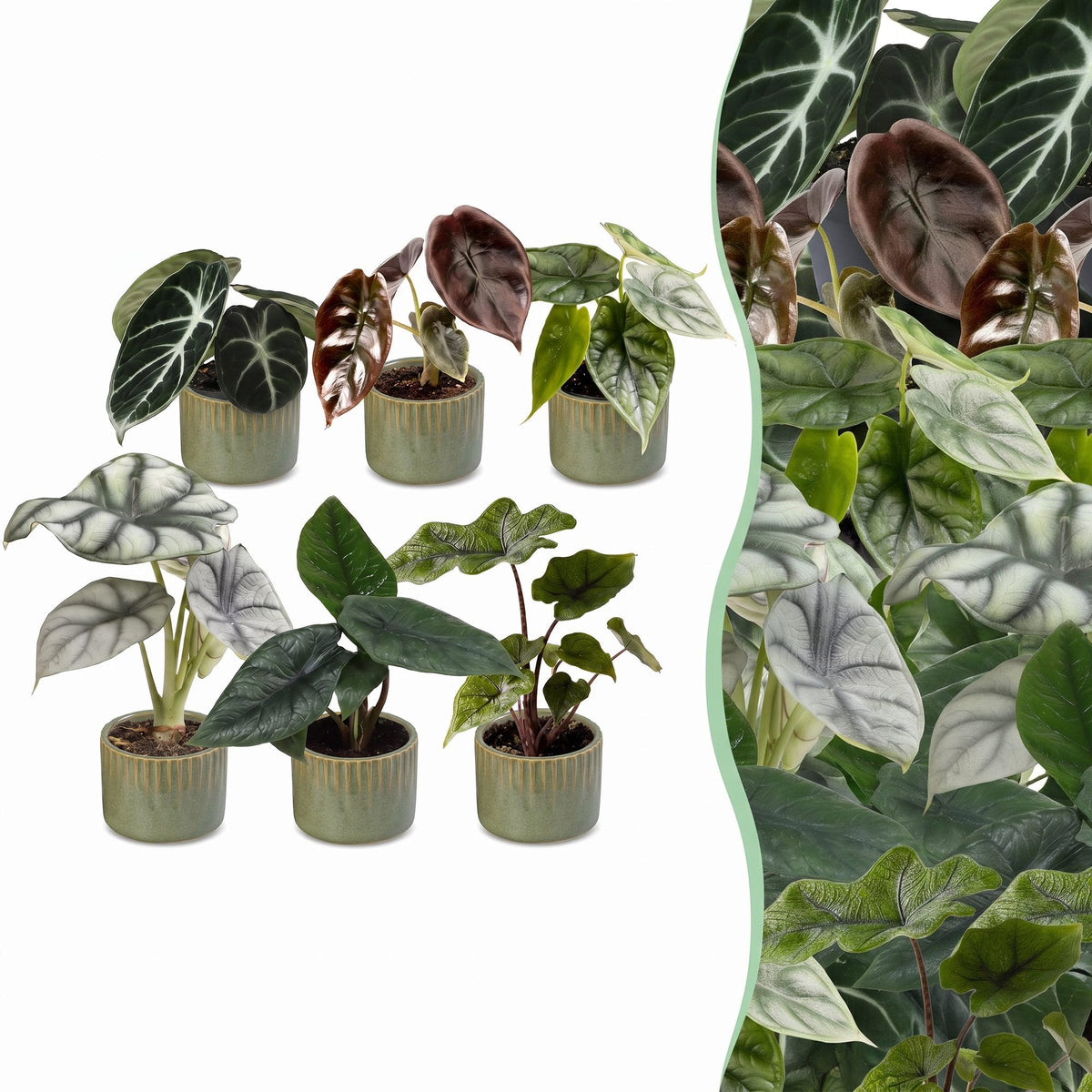 6x Baby Alocasia Familie