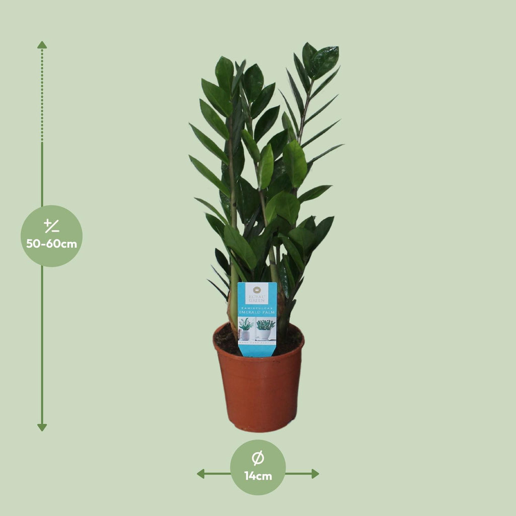 Detailfoto van Zamioculcas Zamiifolia