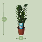 Detailfoto van Zamioculcas Zamiifolia