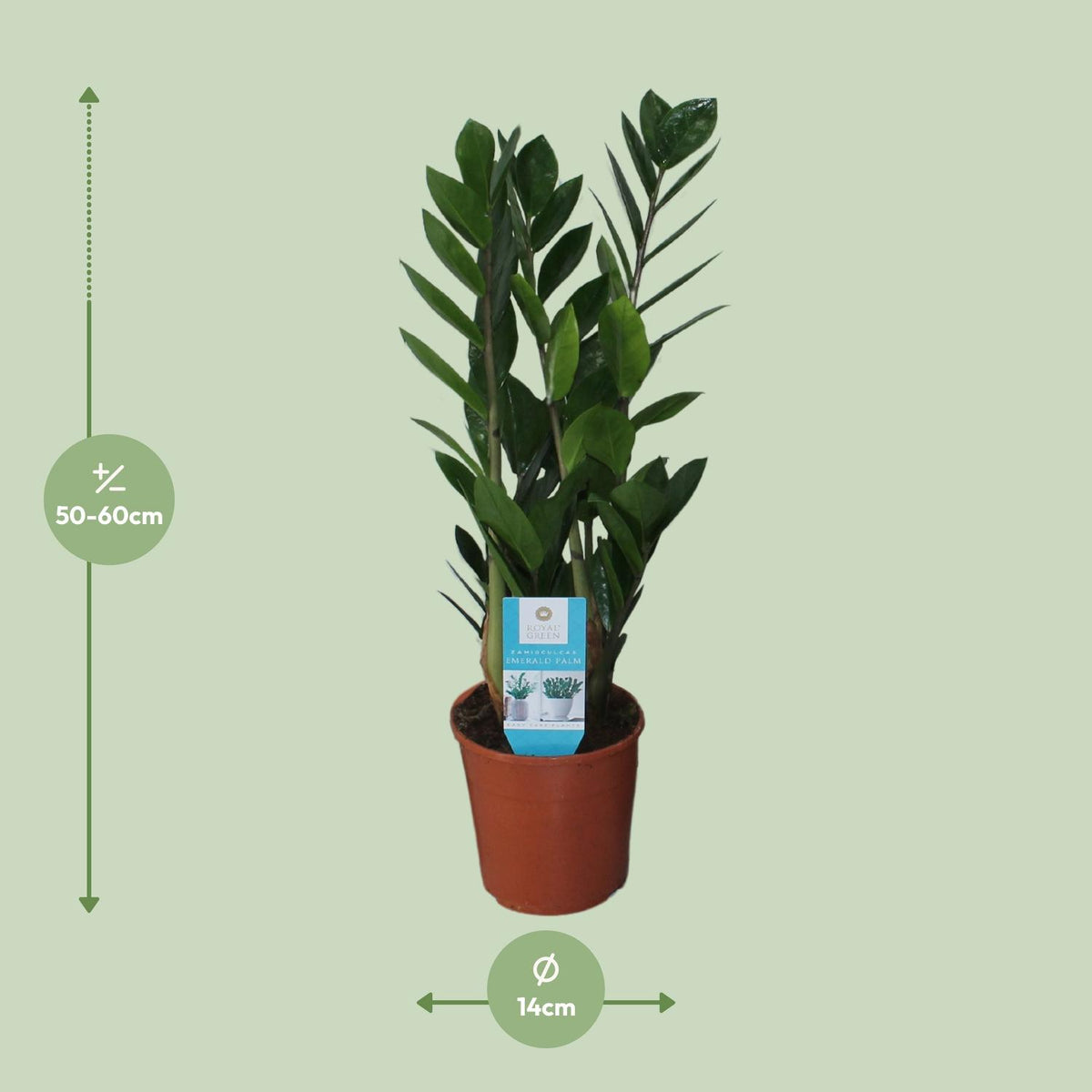 Detailfoto van Zamioculcas Zamiifolia