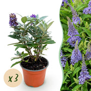 3x Buddleja davidii Butterfly Candy Little Lila