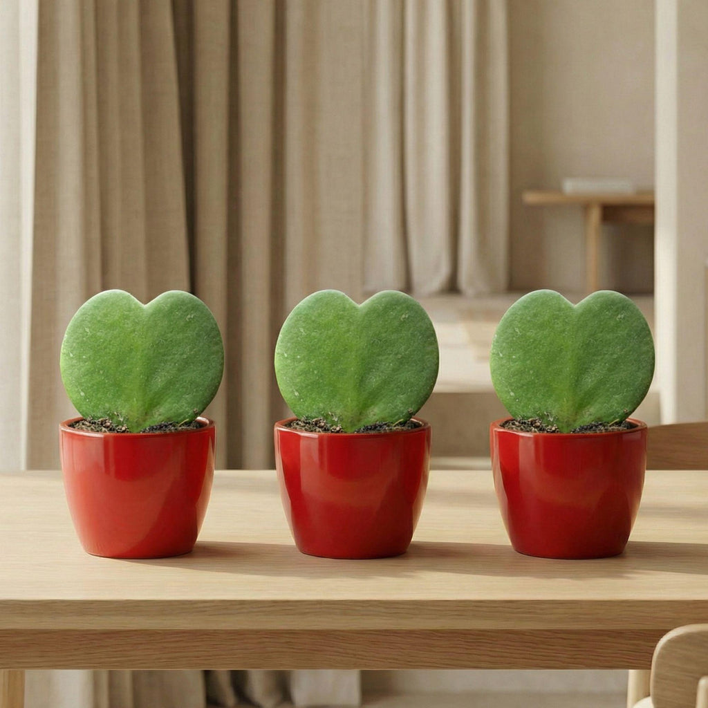 Sweetheart Plant Set - Mini Gift - Pot & Plant Set - Rood, detail van het blad