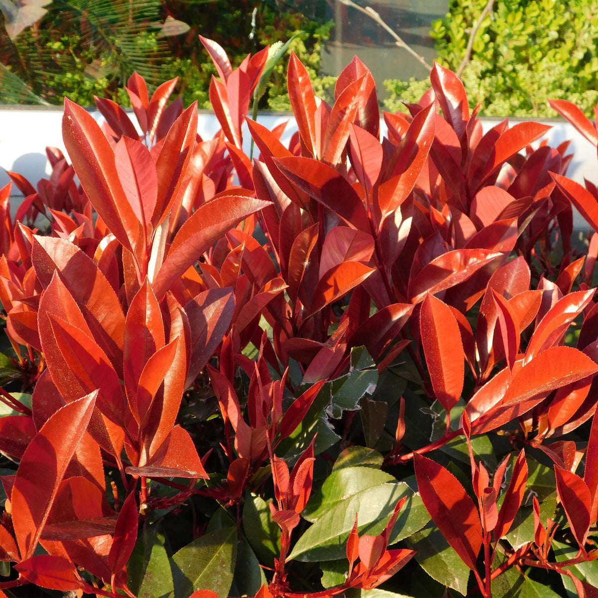 Photinia fraseri Red Robin, kenmerkend blad