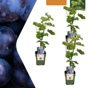 3 x Biologische Druivenplanten