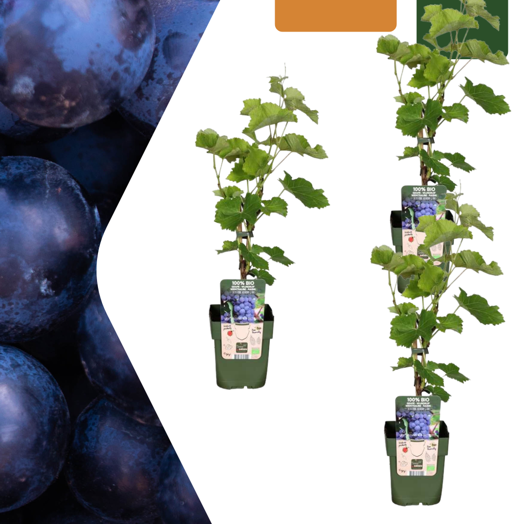 3 x Biologische Druivenplanten, groeiwijze van de plant