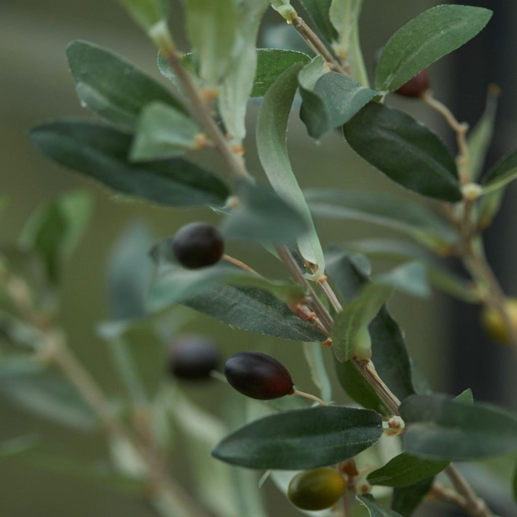 Olijfboom in pot, kenmerkend blad