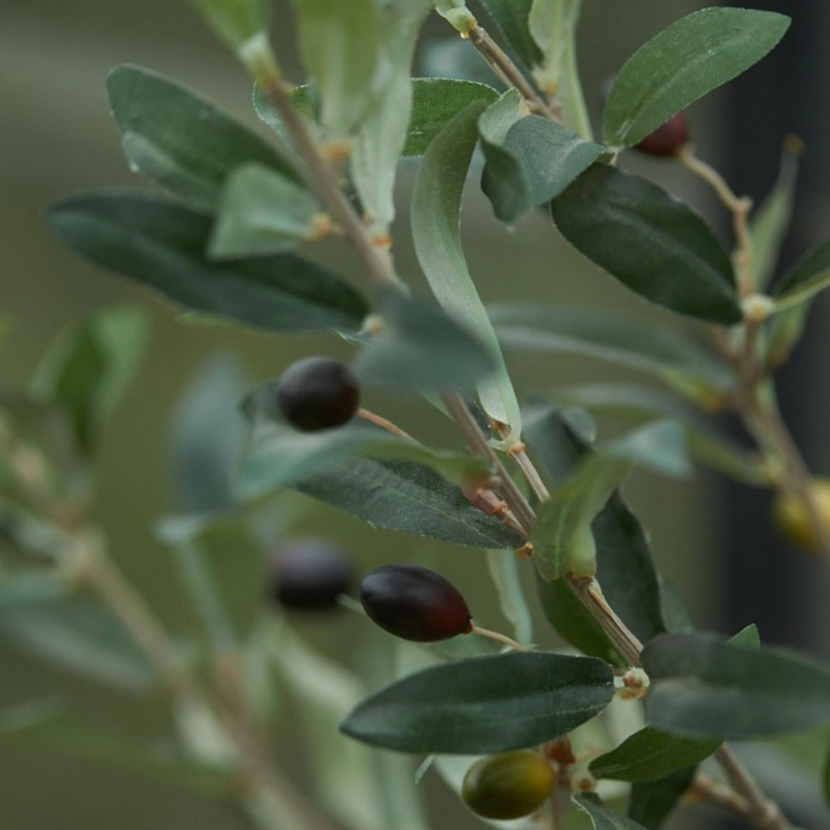 Olijfboom in pot, kenmerkend blad
