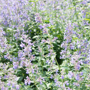 Nepeta faassenii