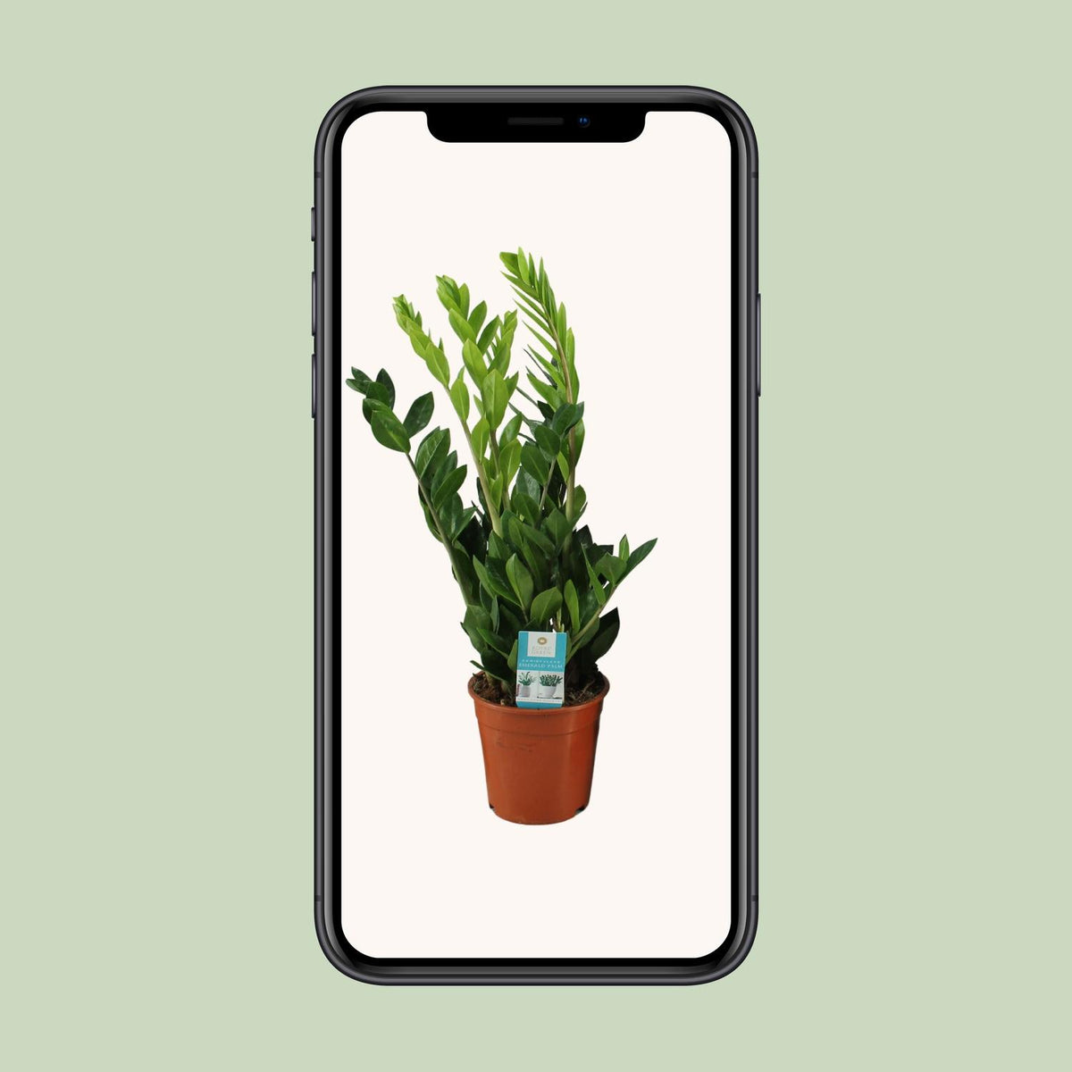 Detailfoto van Zamioculcas Zamiifolia