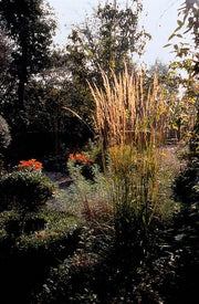 Calamagrostis acut. &