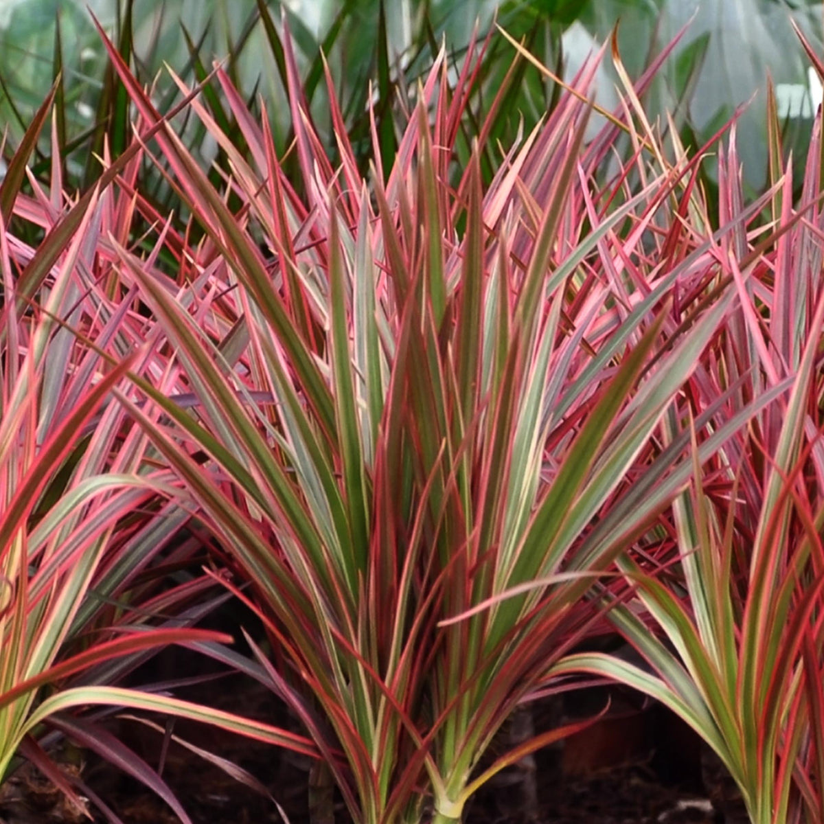 Dracaena Magenta, groeiwijze van de plant