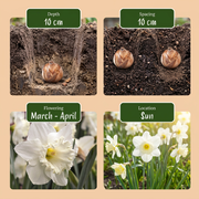 Bloembollen voor de zonnige tuin, Sunny Garden, foto 4
