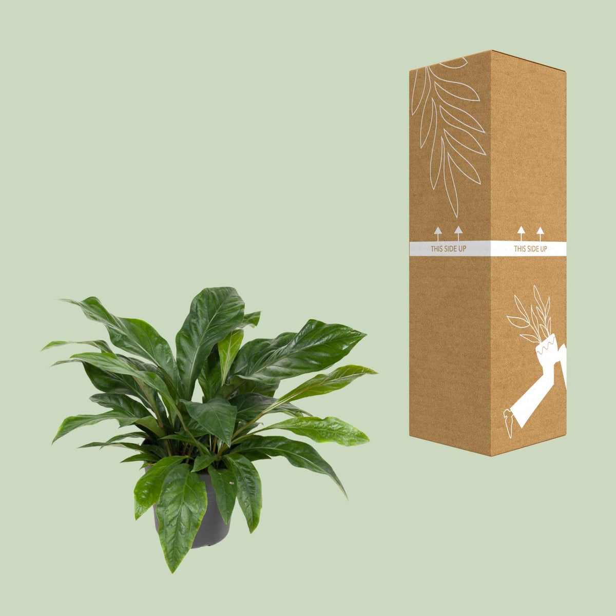 Detailfoto van Anthurium Jungle Bush