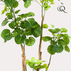 Kunstplant Polyscias aralia, dicht bebladerde takken, 135 cm, kenmerkend blad