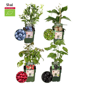 Zomervruchten, BIO fruitplanten mix van 4 soorten