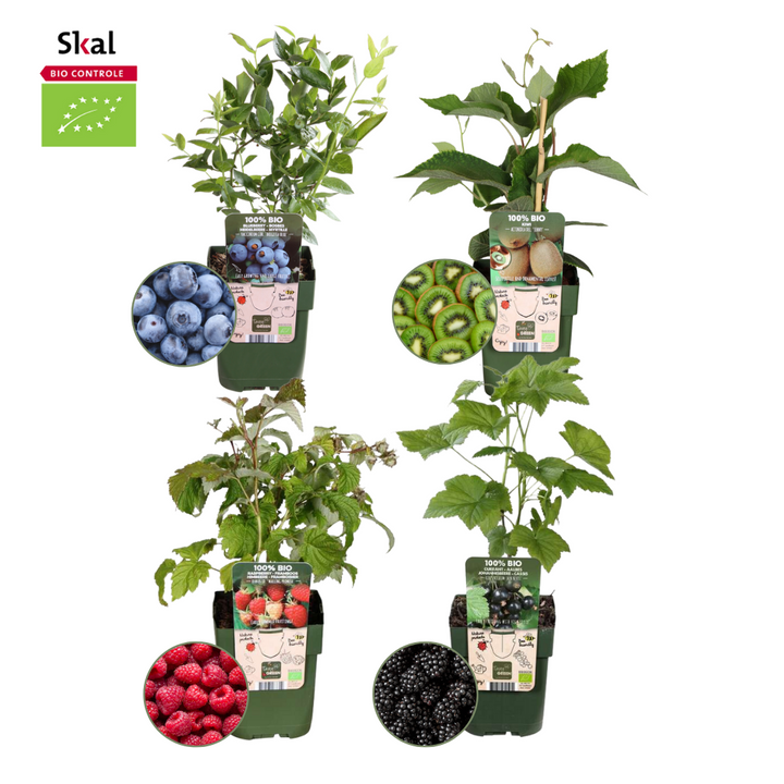 Zomervruchten, BIO fruitplanten mix van 4 soorten
