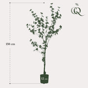 Kunstplant Tropaeolum speciosum, Oost-Indische kers, 150 cm