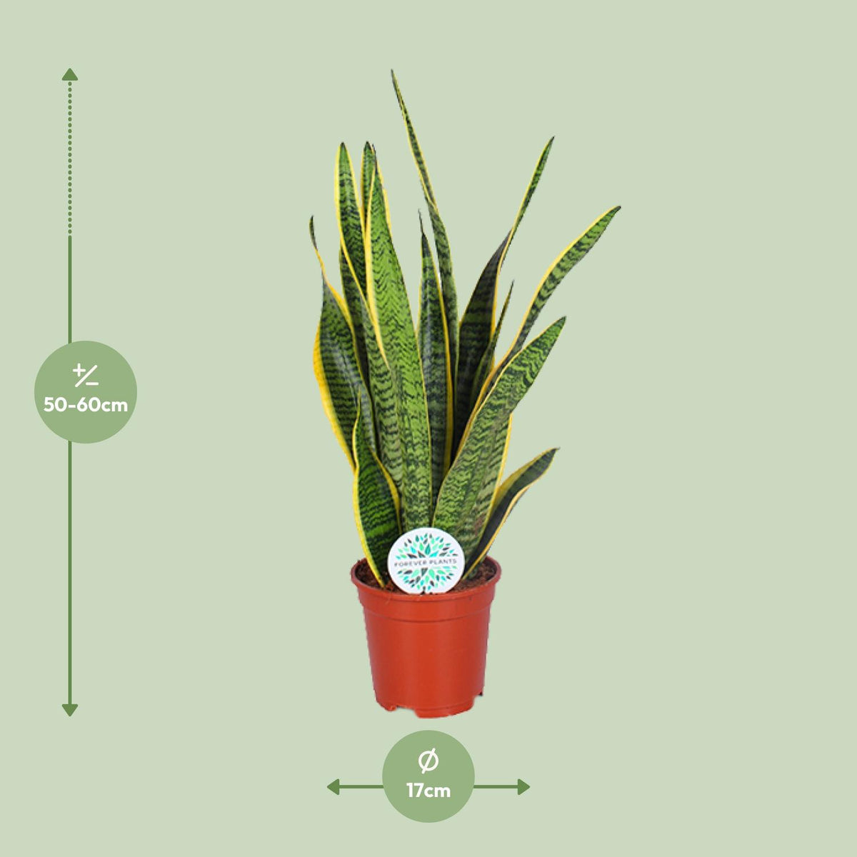 Detailfoto van Sansevieria Trifasciata Laurentii