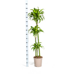 Dracaena Deremensis Dorado met mand, detail van het blad