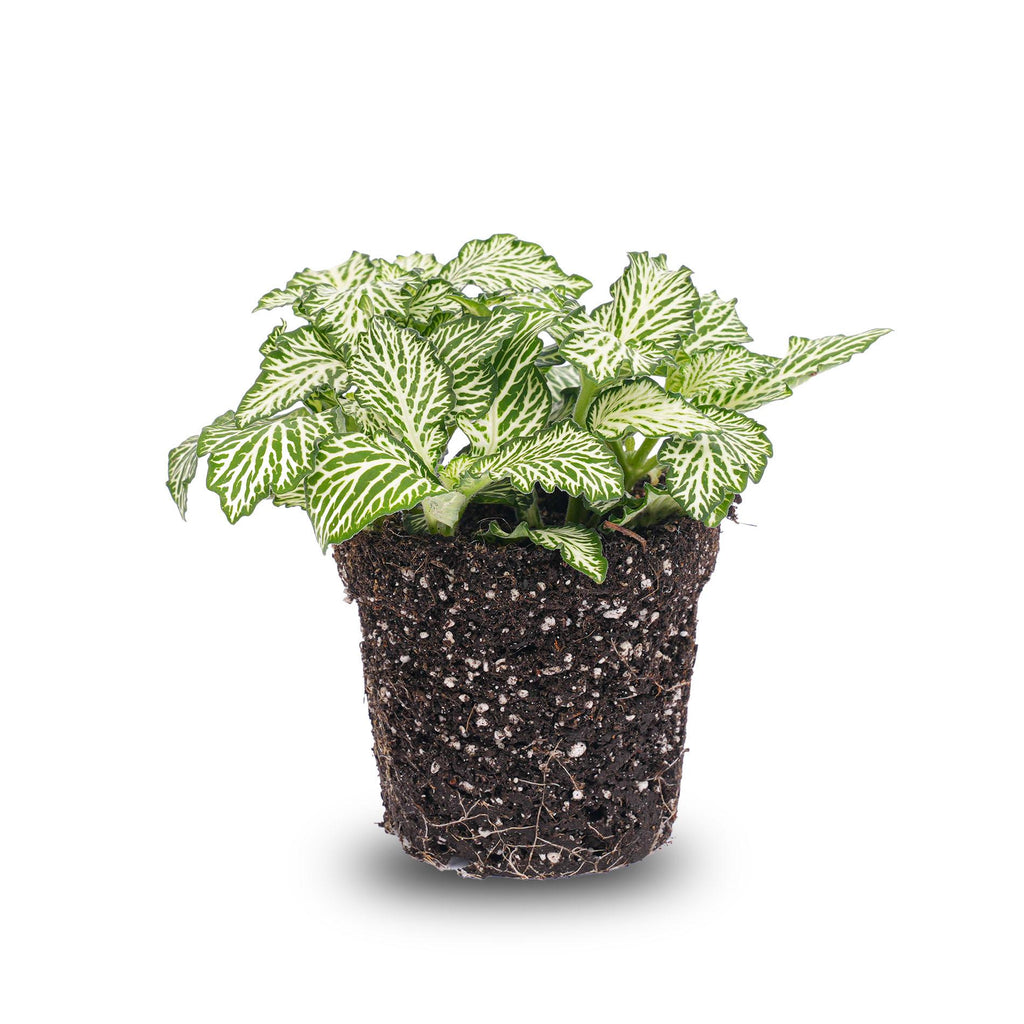 Fittonia 'White Tiger', mozaïekplantje met witte nerven, kenmerkend blad