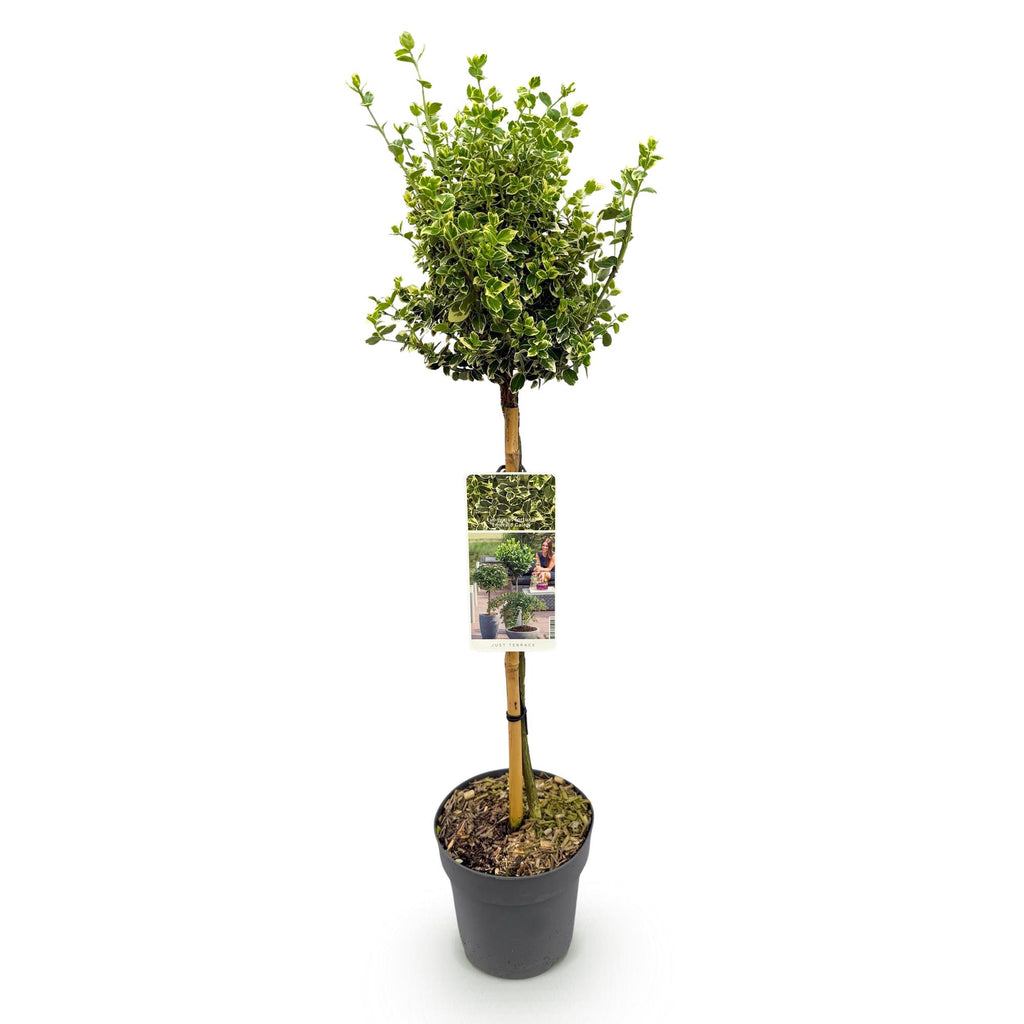 Euonymus fortunei Emerald Gaiety, kenmerkend blad