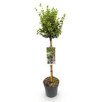 Euonymus fortunei Emerald Gaiety, kenmerkend blad
