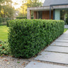 24x Ilex crenata Golden Gem - Japanse Hulst