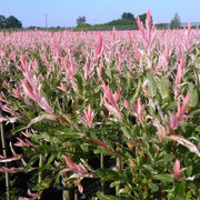 Salix Flamingo - Ø17cm - ↕70-80cm