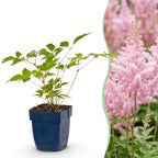 Pluimspirea (J) Europa, groene bladeren