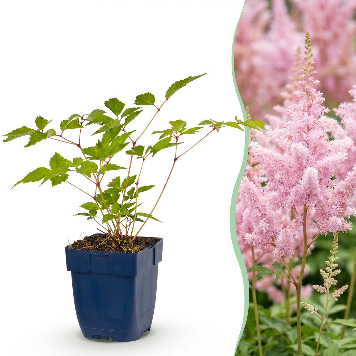 Pluimspirea (J) Europa, groene bladeren