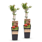 Granaatappelboom, fruitgewas voor de tuin
