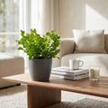 Asplenium Crispy Wave - met grijze pot, plant in pot