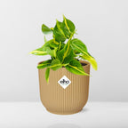 Detailfoto van Philodendron Scandens ‘Brasil’ in ELHO Vibes Fold 14cm geel