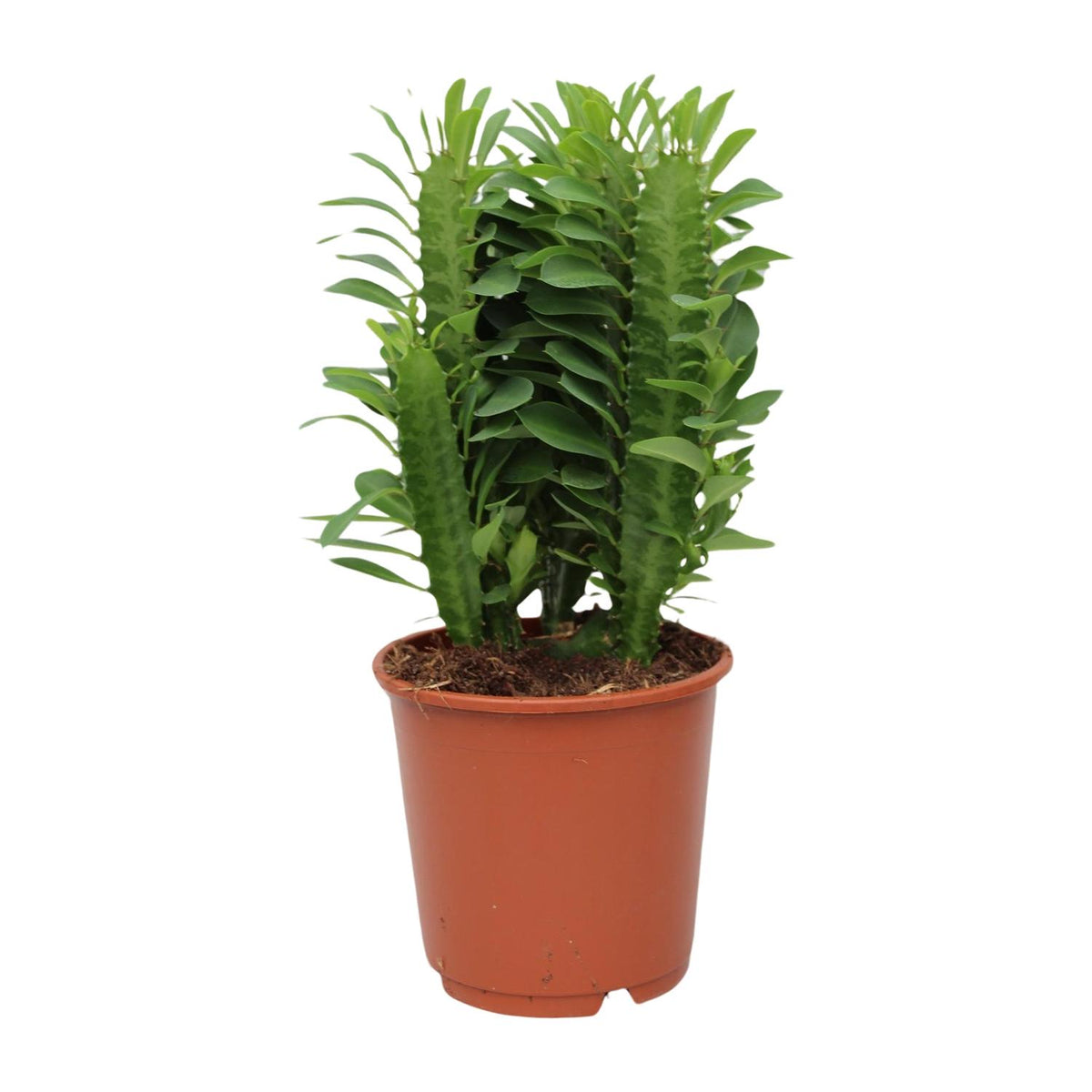 Detailfoto van Euphorbia Trigona