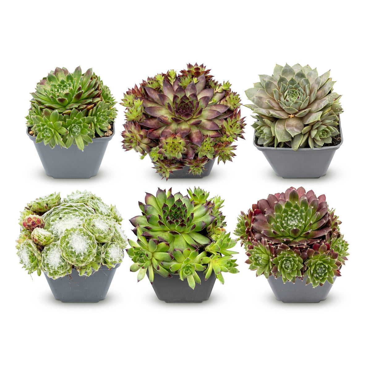 Sempervivum Big Sam, 12 cm hoog, plant in pot