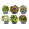 6x - Sempervivum Big Sam - Ø7cm - ↕10-12cm