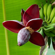 Bananenplant Musa sikkimensis Red Tiger, 30 cm hoog