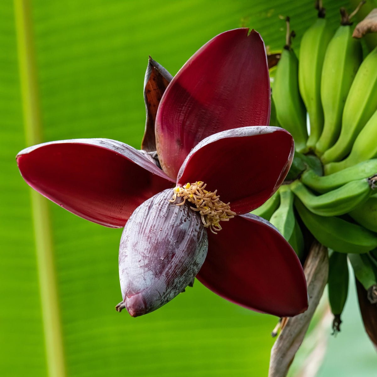 Bananenplant Musa sikkimensis Red Tiger, 30 cm hoog, groene bladeren