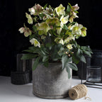 Lenten Rose, plant in pot