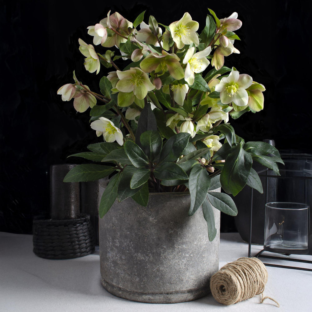Lenten Rose, plant in pot