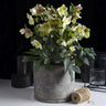 Lenten Rose