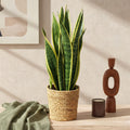 Sansevieria Laurentii met mand, plant in pot